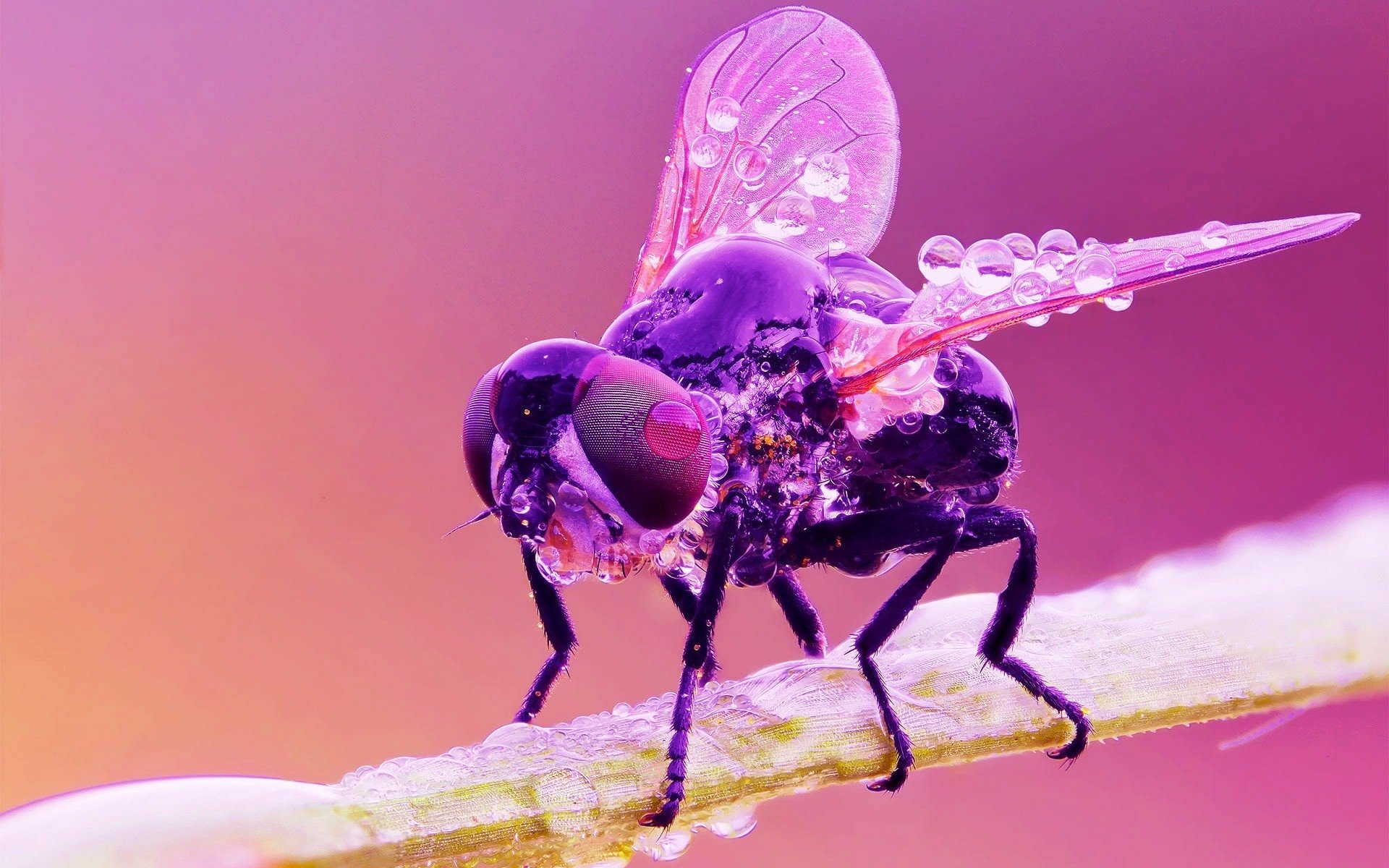 Download Animal Fly HD Wallpaper