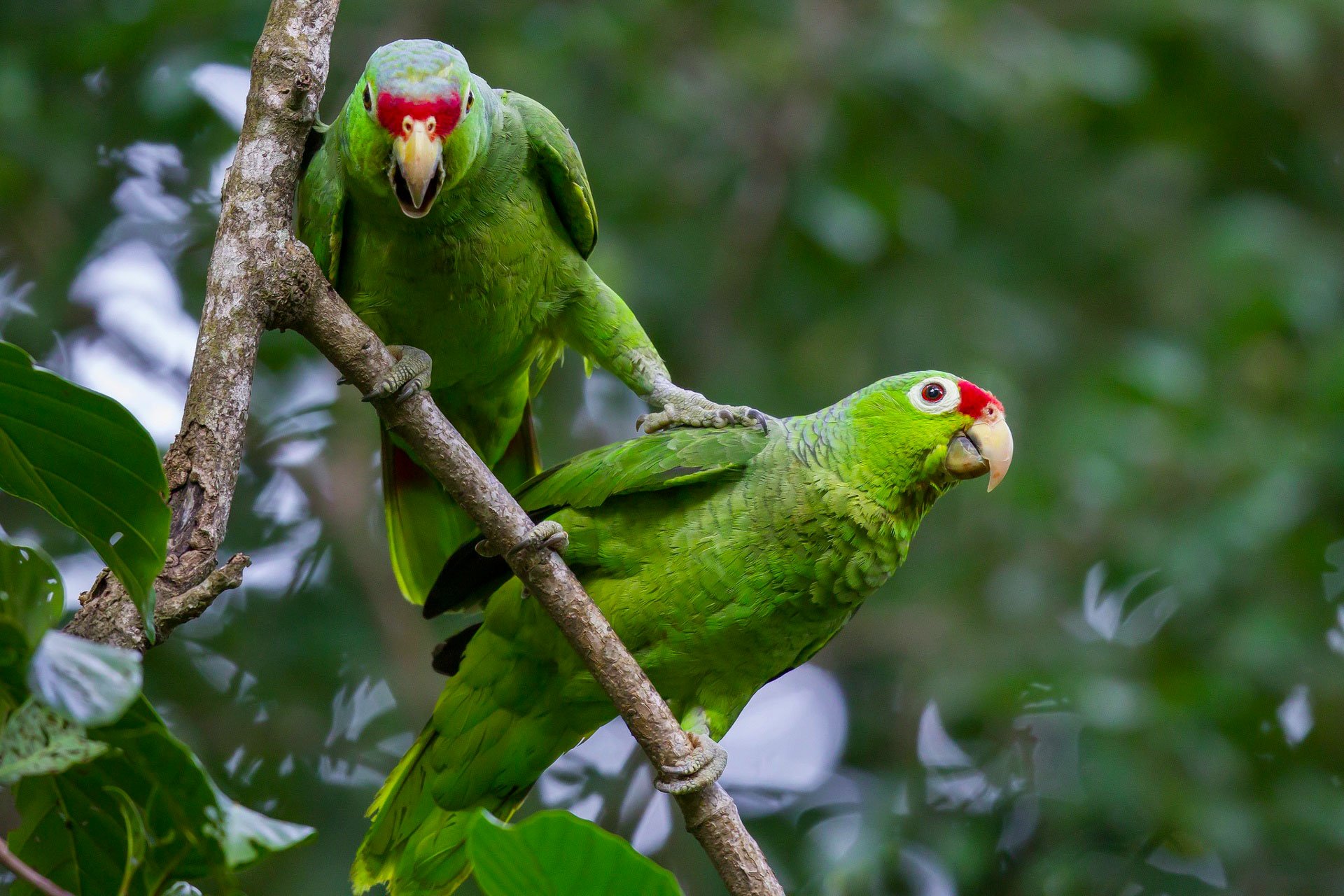 Two vibrant red-lored parrots perch on a branch amidst lush greenery, showcasing their striking colors and lively expressions. A captivating image for any nature lover.
