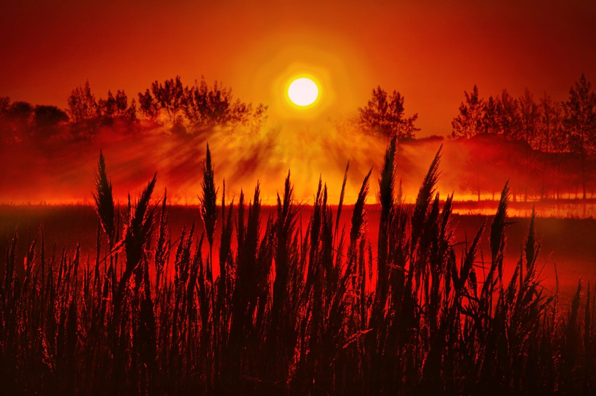 A vibrant sunset casts a warm glow over a tranquil meadow, with tall grasses silhouetted against the rich red and orange hues, creating a stunning nature wallpaper.