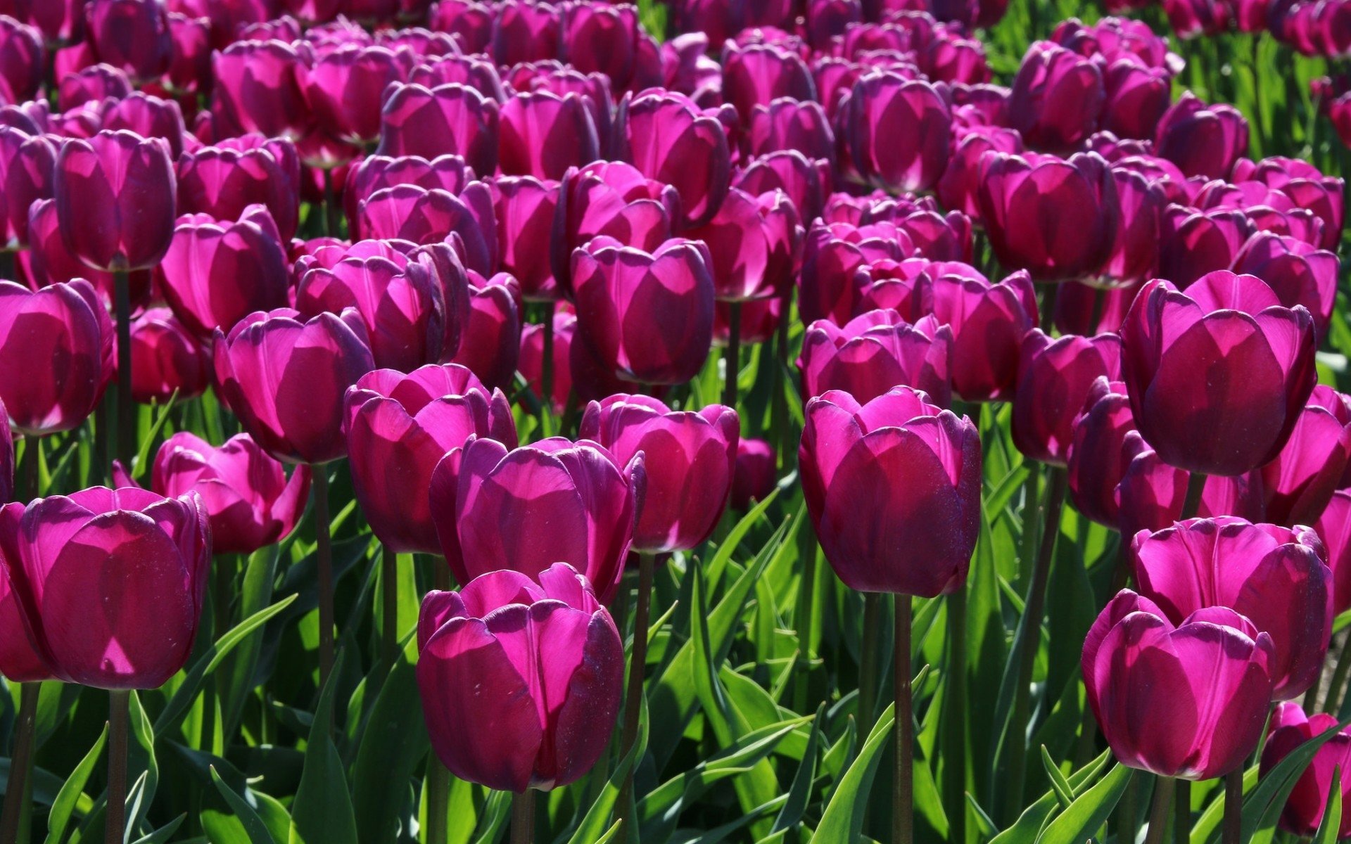 Download Nature Tulip HD Wallpaper