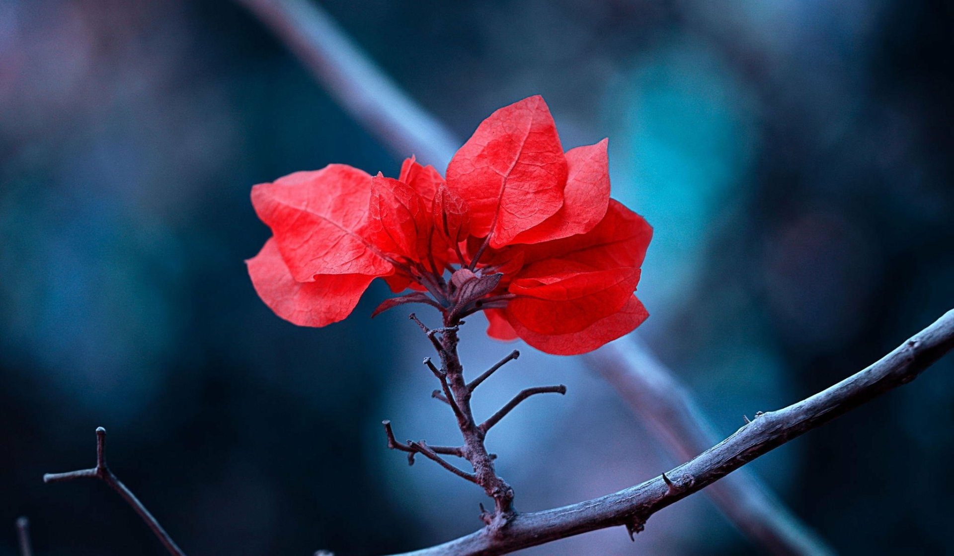 A vibrant red bougainvillea flower blossoms against a soft, blurred background, creating a captivating nature-inspired HD desktop wallpaper.