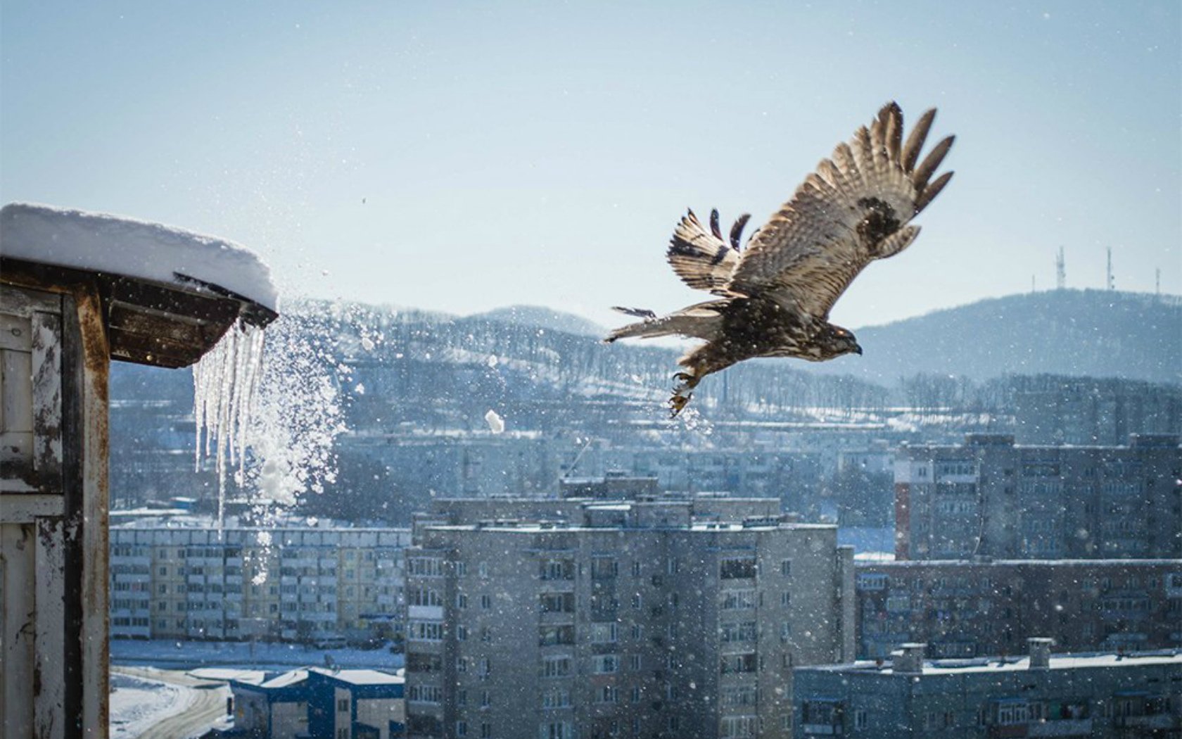 Download Animal Falcon Wallpaper