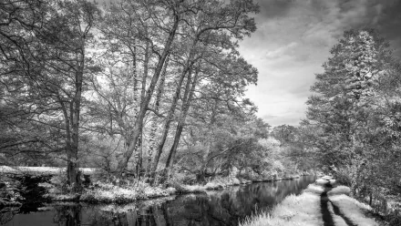 Black and white 4K Ultra HD desktop wallpaper showing a serene river winding through trees alongside a narrow path in nature.