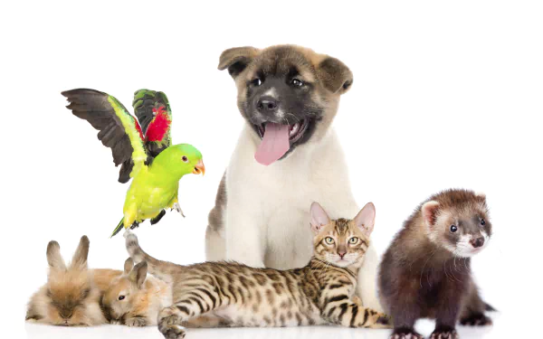 ferret rabbit bird cat dog Animal pets HD Desktop Wallpaper | Background Image