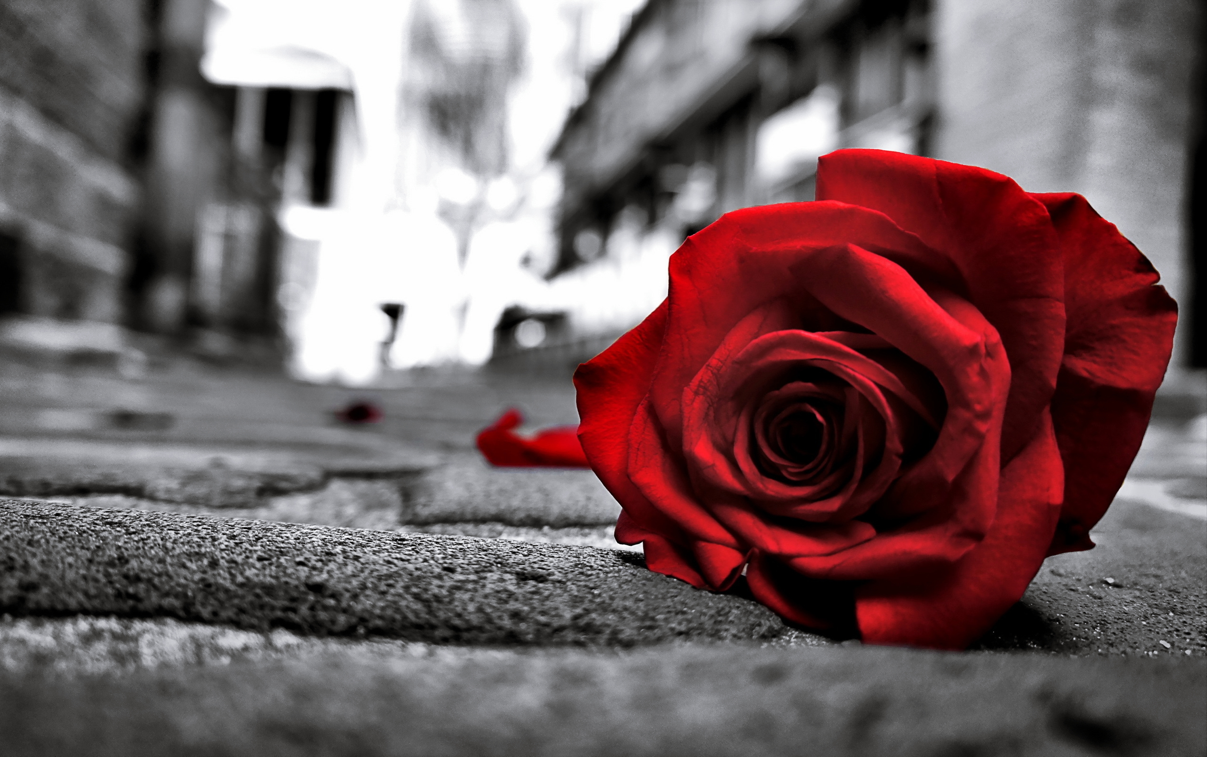 Sad Rose 4k Ultra HD Wallpaper | Background Image ...