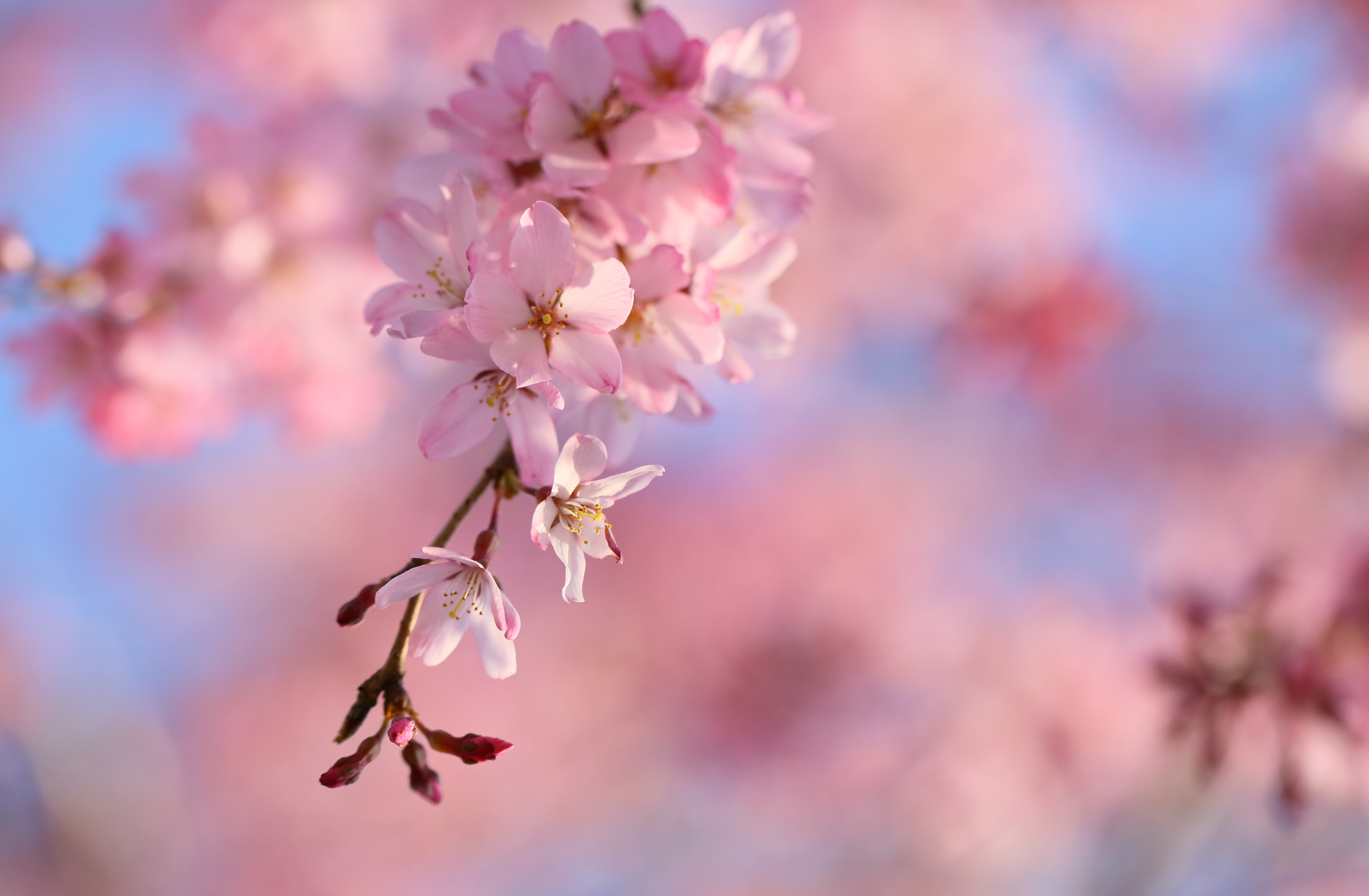 279 Cherry Blossom HD Wallpapers Background Images 