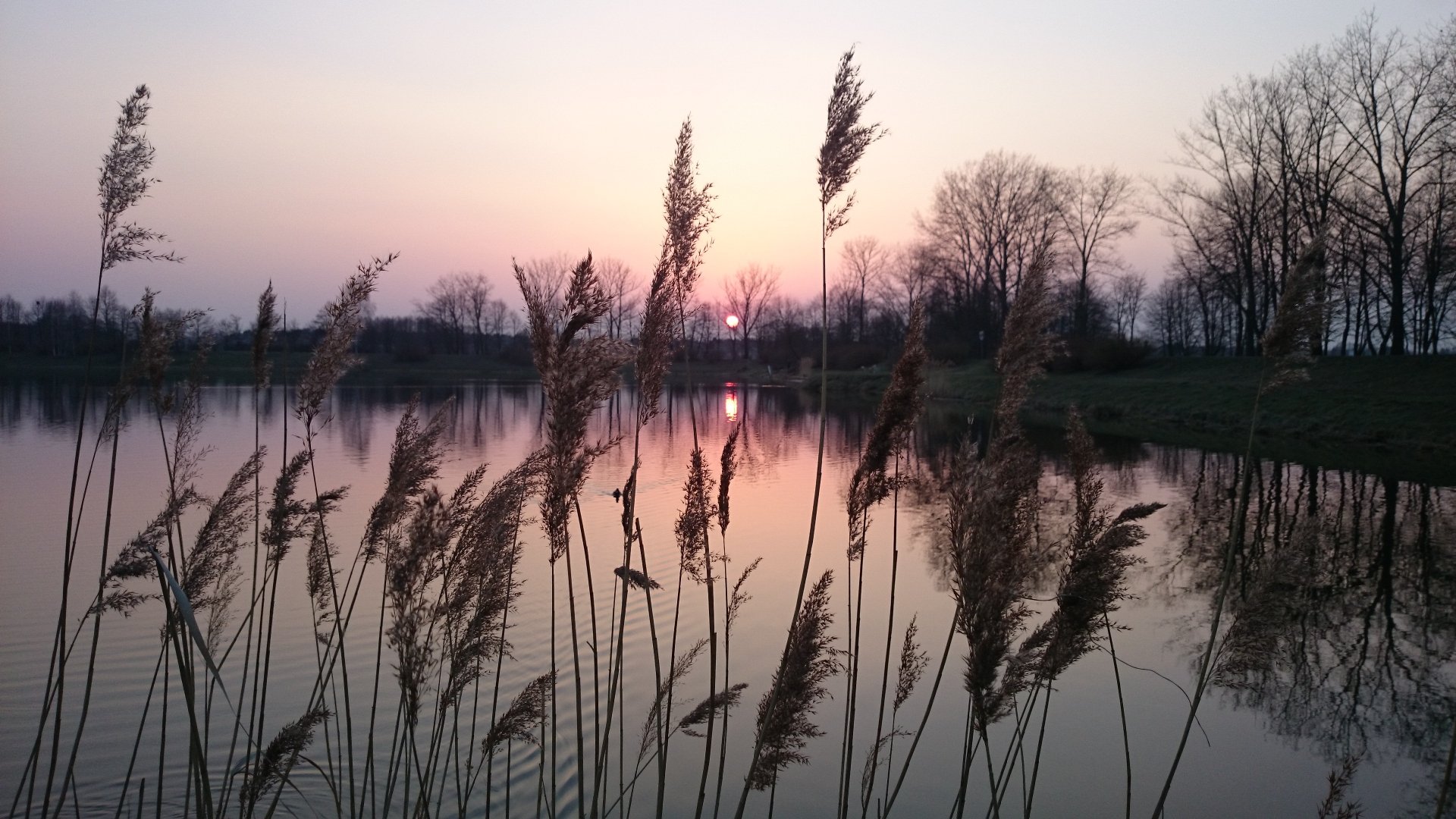 A serene sunset over a tranquil lake, framed by tall grasses reflecting vibrant colors against the water, capturing the beauty of nature in stunning 4K Ultra HD.