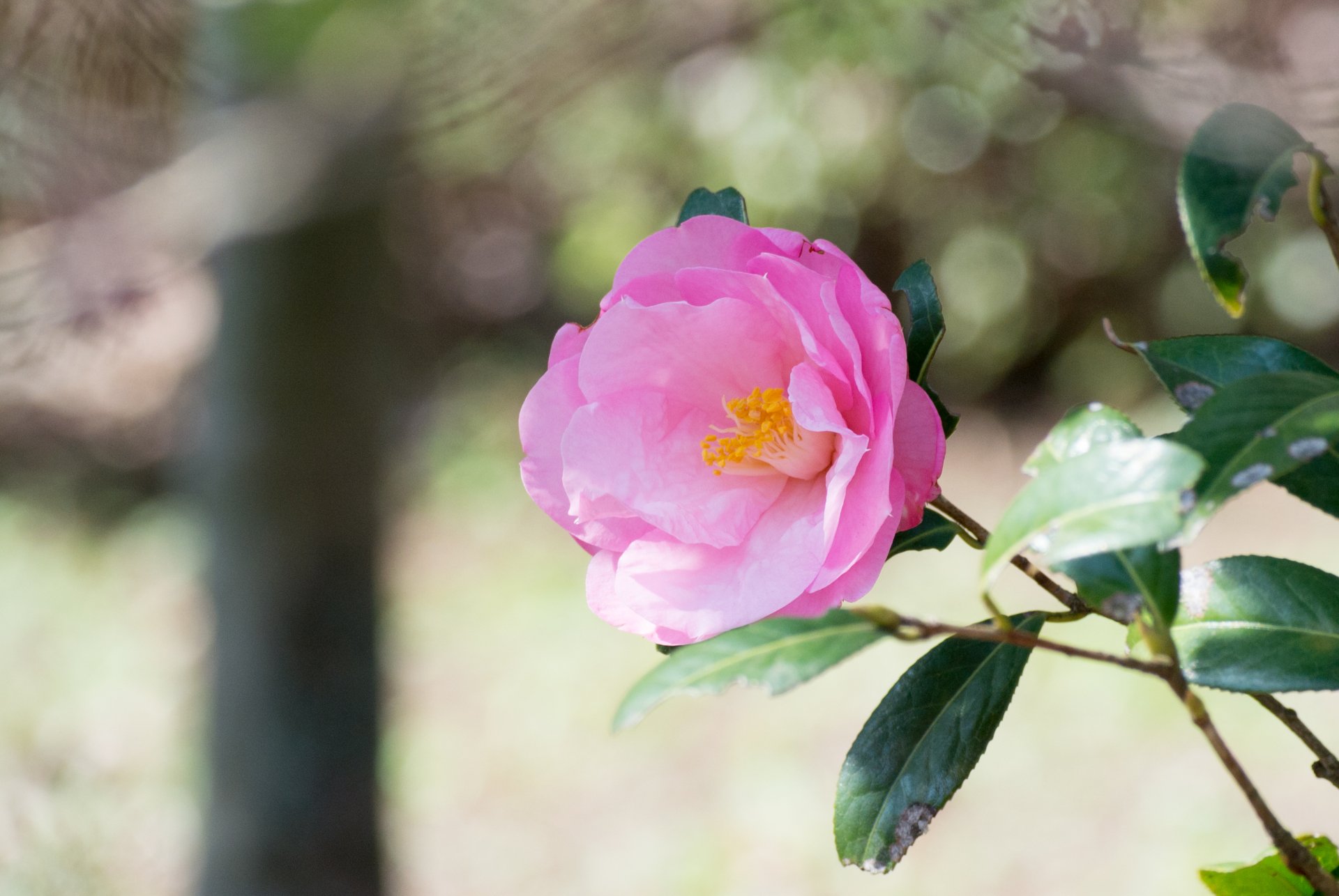 Download Bokeh Leaf Flower Nature Camellia HD Wallpaper