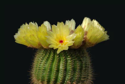 nature cactus HD Desktop Wallpaper | Background Image