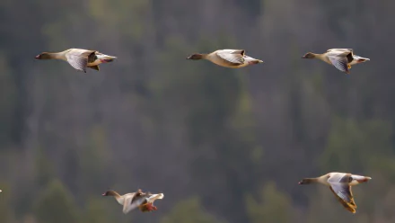  Pink-footed Goose
