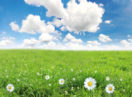 8K Ultra HD PC desktop wallpaper and background: sunlit green grass meadow dotted with daisies beneath a bright blue sky and fluffy white clouds — nature, grass.