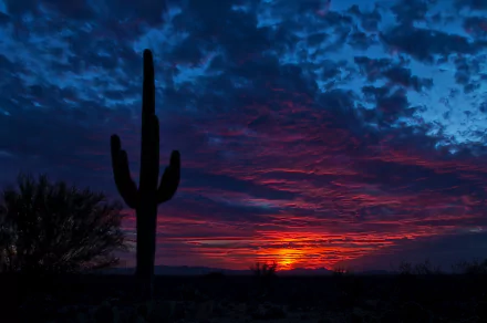 Silhouette of a cactus against a vibrant sunset sky, featuring deep blues and fiery oranges, with soft clouds and desert bushes in the foreground. A stunning nature wallpaper.