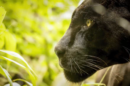 Animal black panther HD Desktop Wallpaper | Background Image