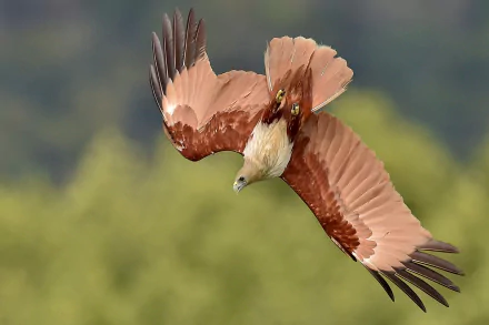swooping wings flight eagle red-backed sea-eagle kite Animal Brahminy Kite HD Desktop Wallpaper | Background Image