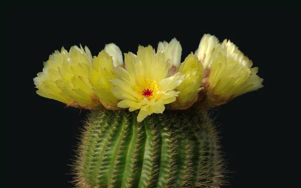 nature cactus HD Desktop Wallpaper | Background Image