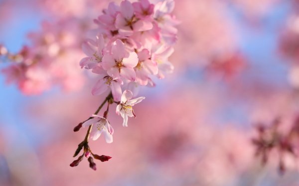 Earth Sakura Sakura Blossom Spring Cherry Blossom HD Wallpaper | Background Image