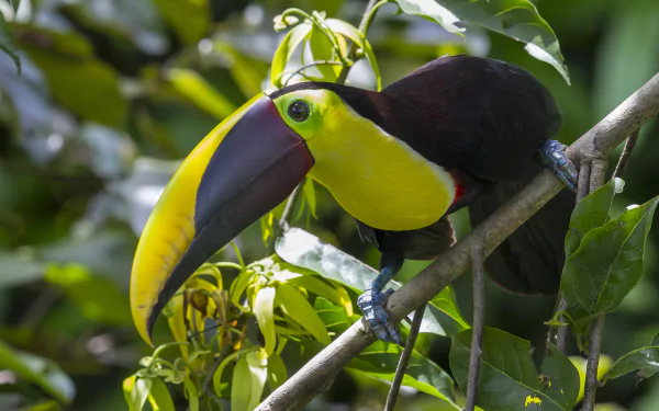  Chestnut-mandibled Toucan