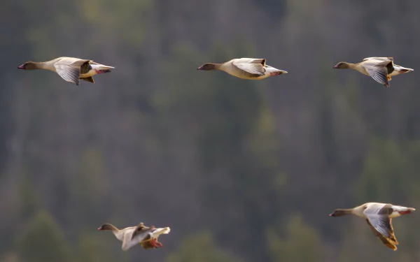 Pink-footed geese in flight over a soft forest — an animal scene rendered in 4K Ultra HD as a PC desktop wallpaper/background.