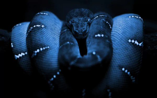 Animal python HD Desktop Wallpaper | Background Image