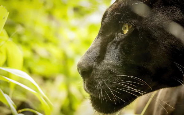 Animal black panther HD Desktop Wallpaper | Background Image