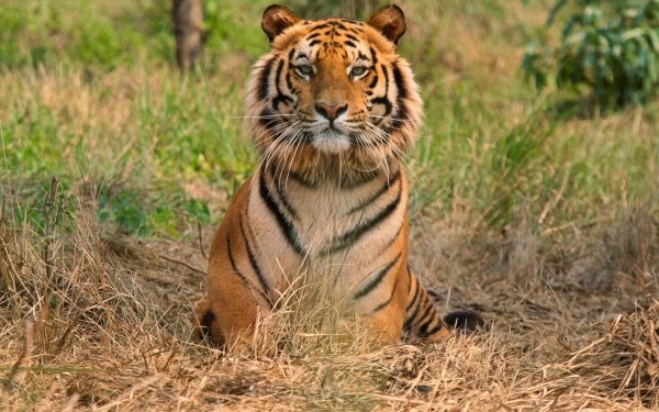 Animal Tiger Cats HD Wallpaper | Background Image