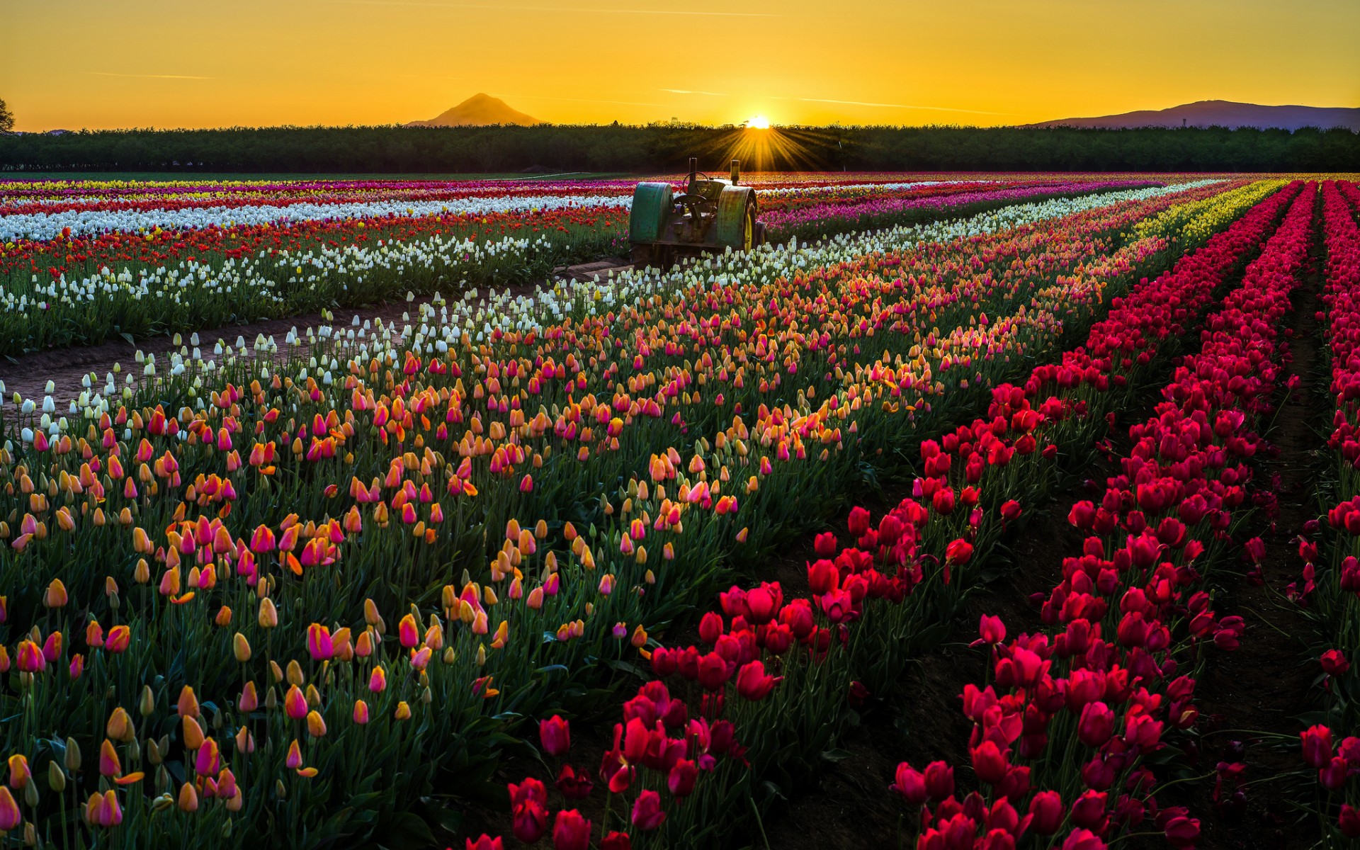 Download Nature Tulip HD Wallpaper