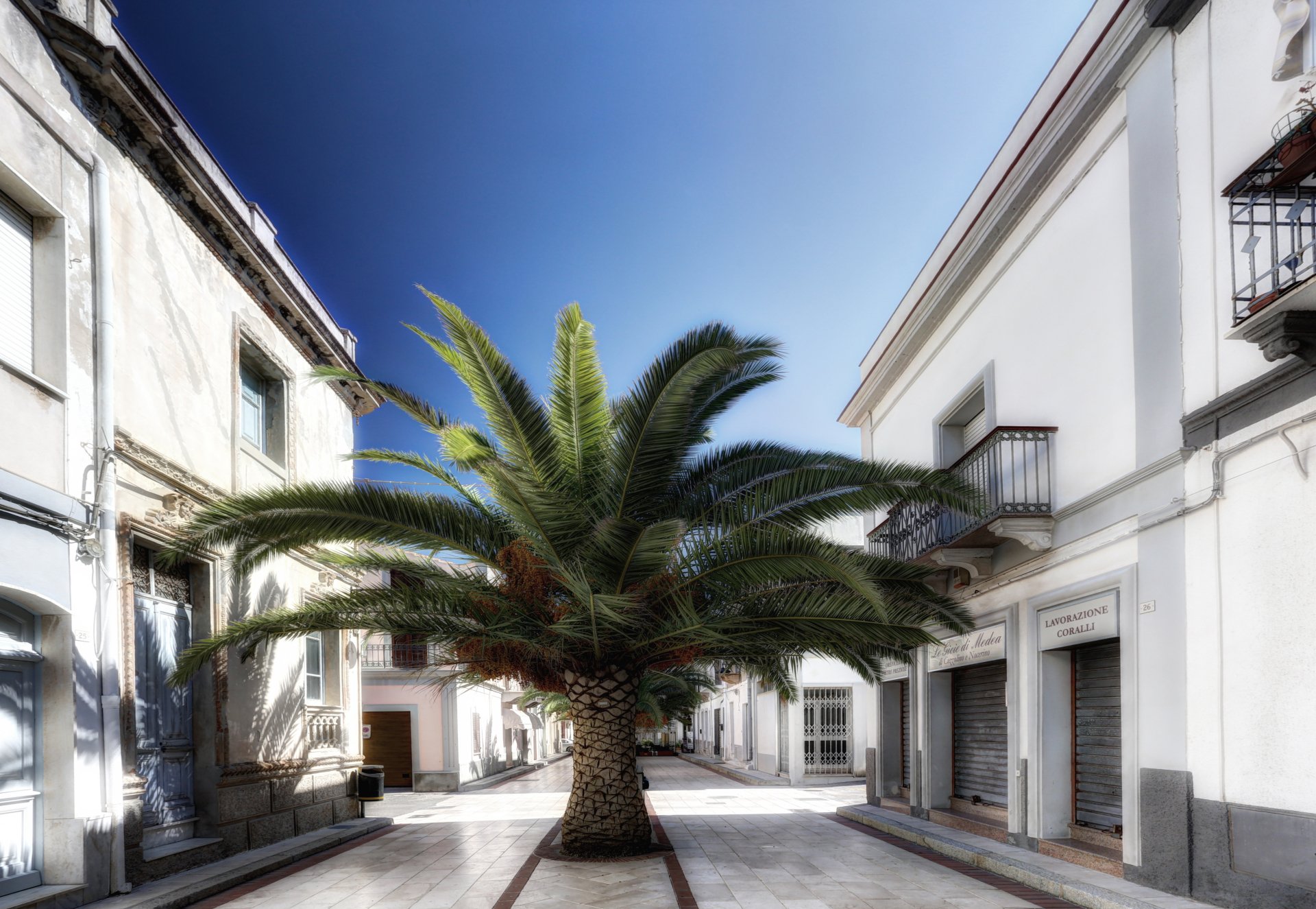 Download Italy Sardinia Calazetta Street Tree Nature Palm Tree 4k Ultra HD Wallpaper