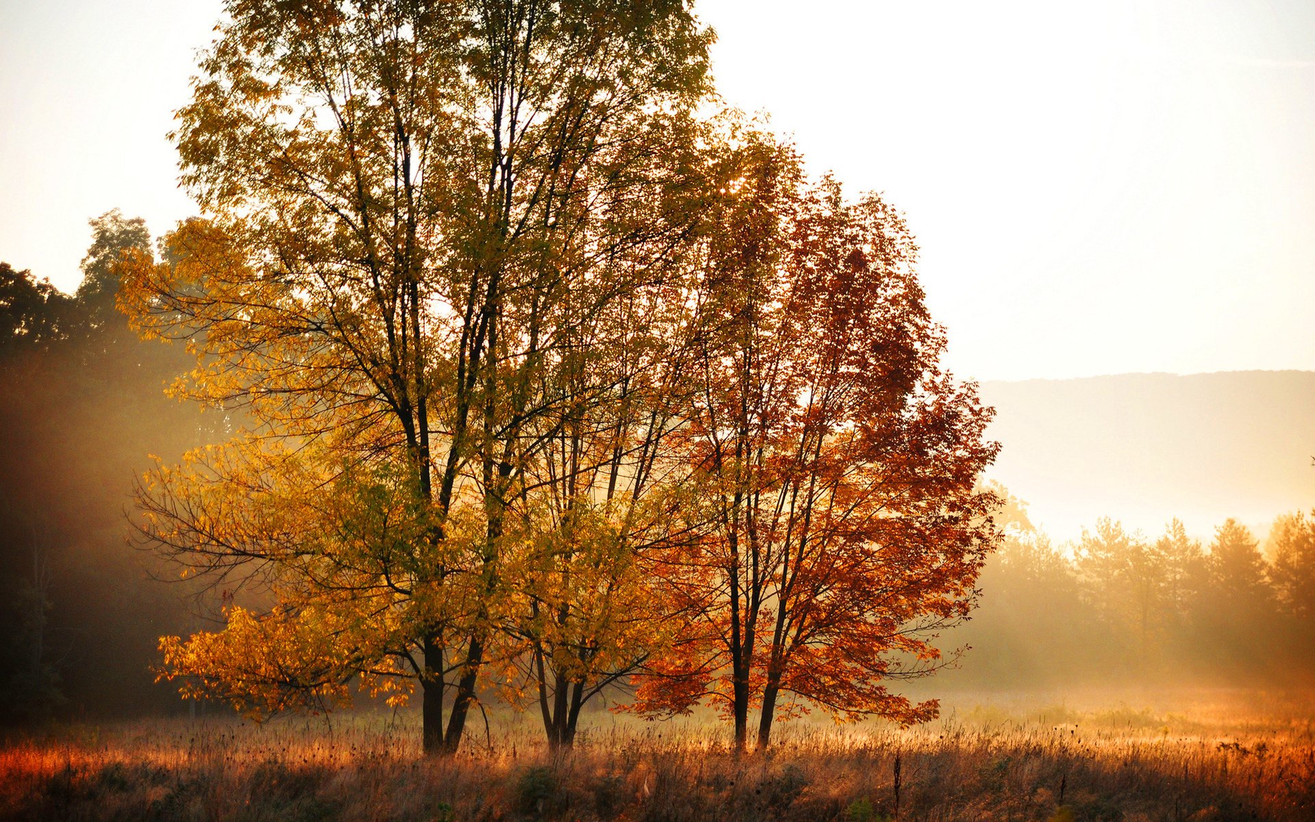 Download Nature Fall HD Wallpaper