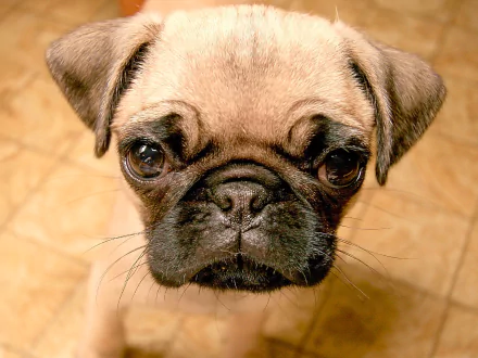 HD desktop wallpaper featuring a close-up of a pug looking directly at the camera with an expressive face.
