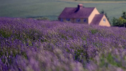 A serene landscape featuring a vibrant lavender field in full bloom, with a cozy house nestled in the background, creating a tranquil nature scene for an HD desktop wallpaper.