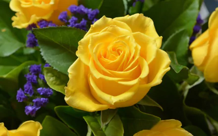 A high-definition desktop wallpaper featuring a bright yellow rose in full bloom surrounded by green leaves and small purple flowers, capturing the beauty of nature.