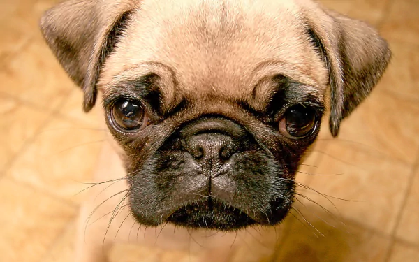 HD desktop wallpaper featuring a close-up of a pug looking directly at the camera with an expressive face.