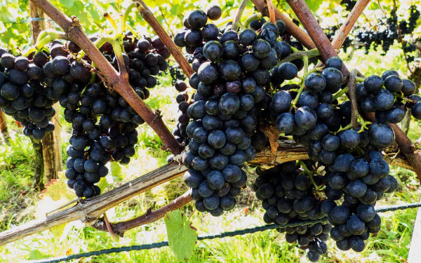 food grapes HD Desktop Wallpaper | Background Image