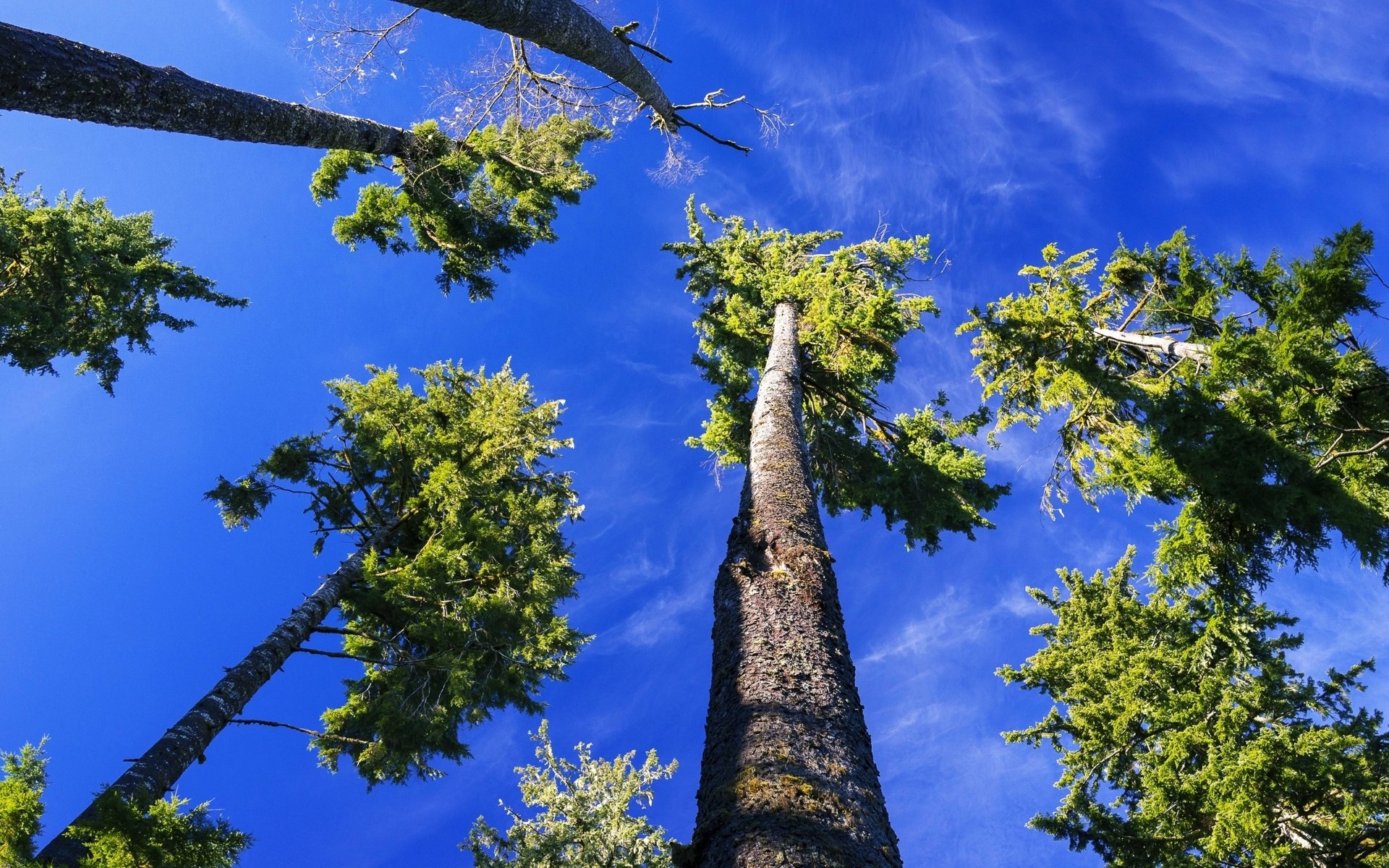 Trees are high. Виды деревьев. Дерево с длинным стволом. Сосны. Сосны до неба.