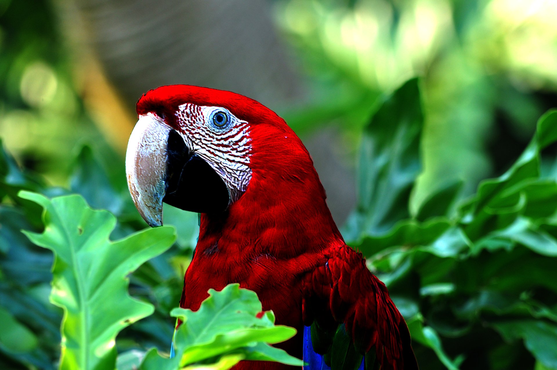 Download Bokeh Leaf Close Up Bird Scarlet Macaw Animal Red And Green