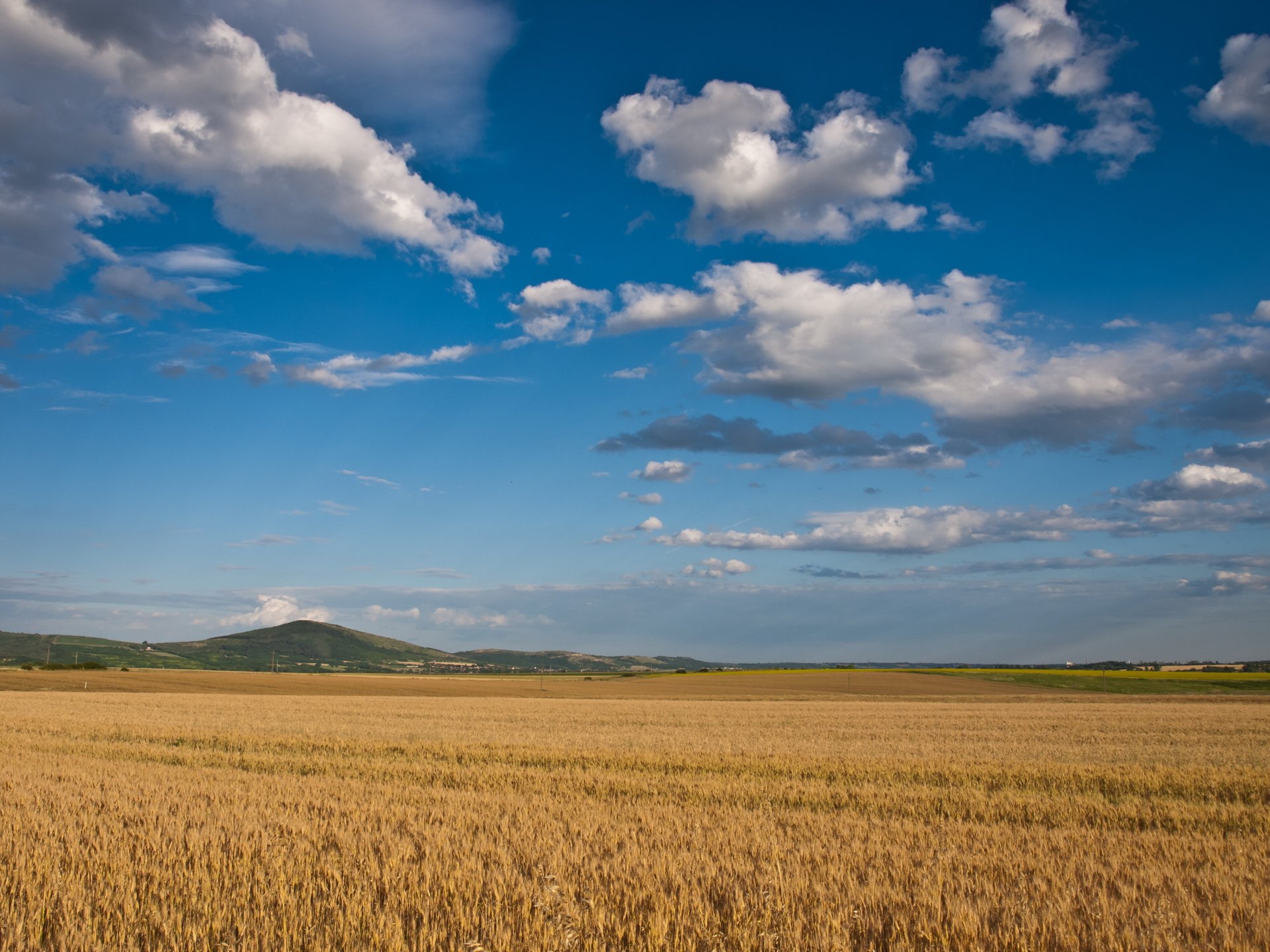 Download Nature Cornfield HD Wallpaper