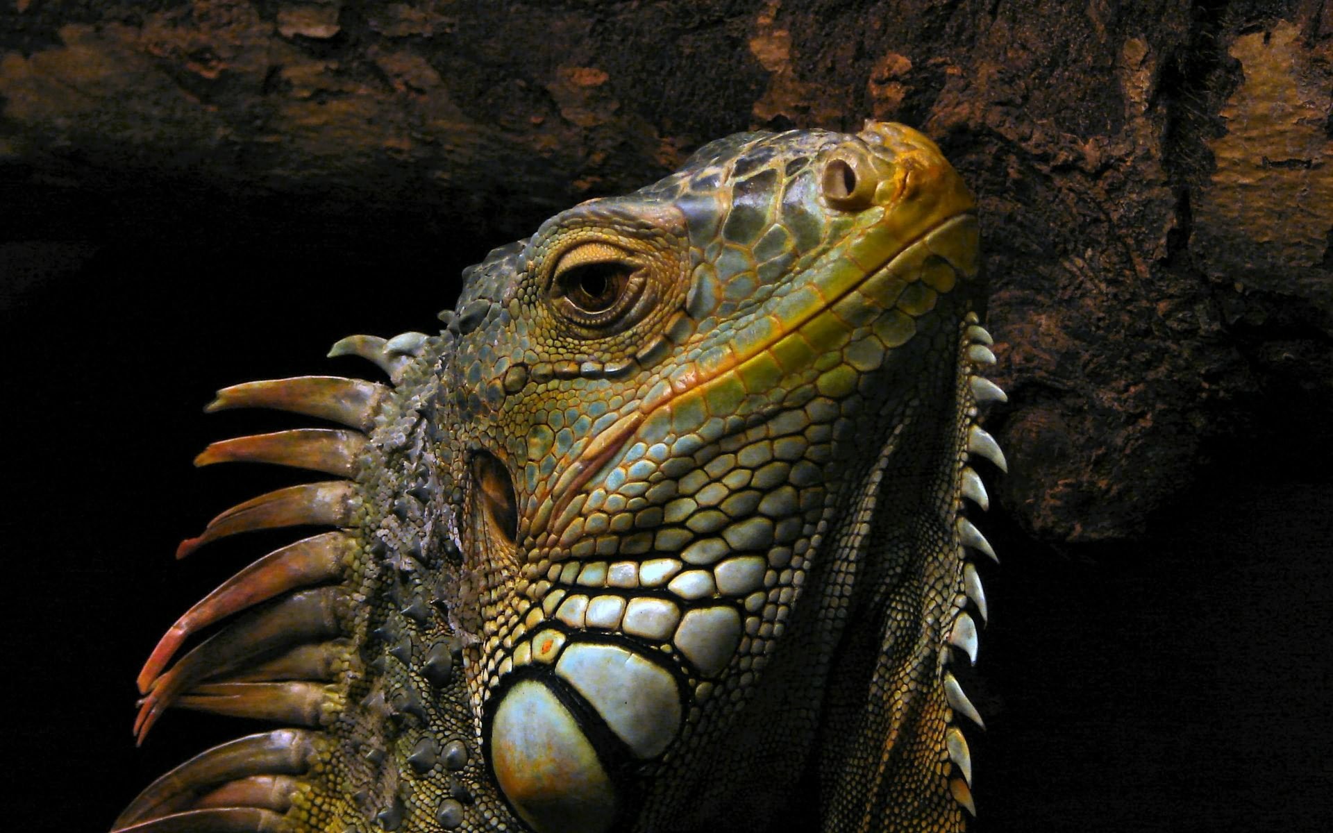 Download Reptile Close-up Animal Iguana Hd Wallpaper