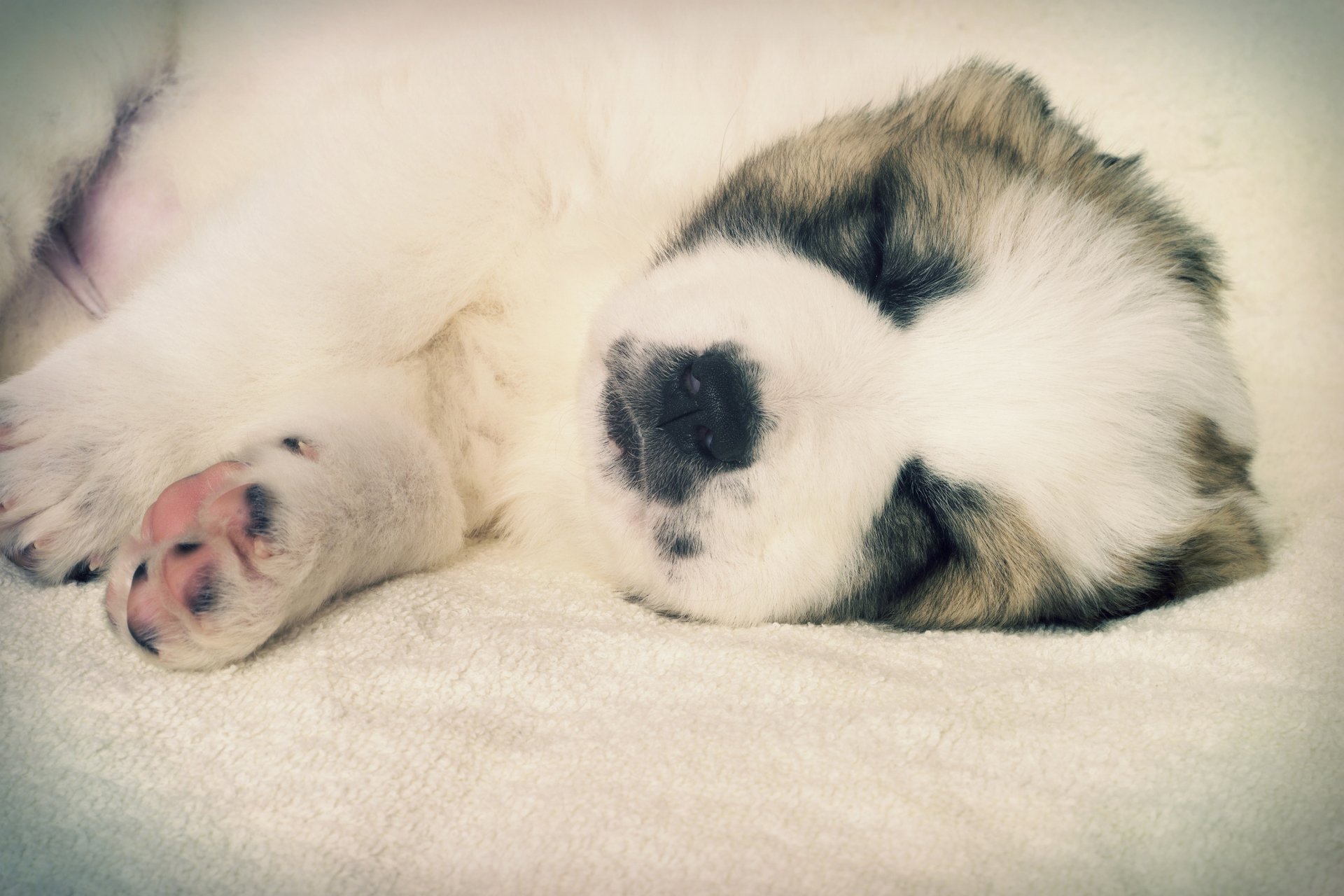 Download Animal Puppy HD Wallpaper