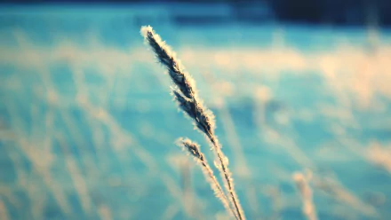 photography macro HD Desktop Wallpaper | Background Image