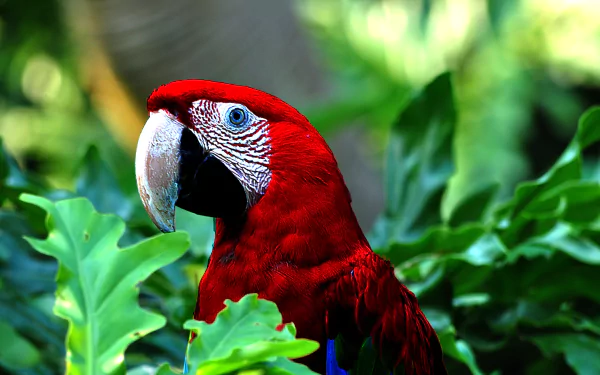 bokeh leaf close-up bird scarlet macaw Animal Red-and-green Macaw HD Desktop Wallpaper | Background Image
