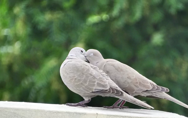 Two doves nuzzle affectionately against a blurred green background, capturing a moment of love in this serene 4K Ultra HD desktop wallpaper.
