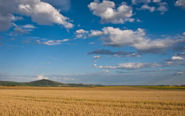 nature cornfield HD Desktop Wallpaper | Background Image
