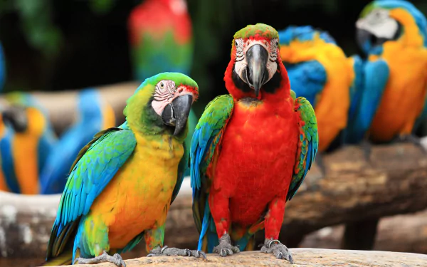 Vibrant Catalina macaws perched on a branch, showcasing bright blue, green, and red feathers in a stunning 4K Ultra HD PC desktop wallpaper background.