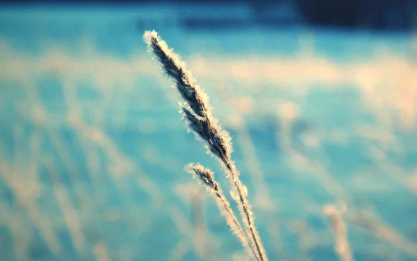 photography macro HD Desktop Wallpaper | Background Image