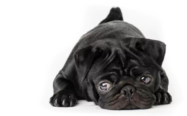 A close-up of a black pug lying down, showcasing its expressive eyes and playful demeanor. This 4K Ultra HD image makes a charming desktop wallpaper and background.