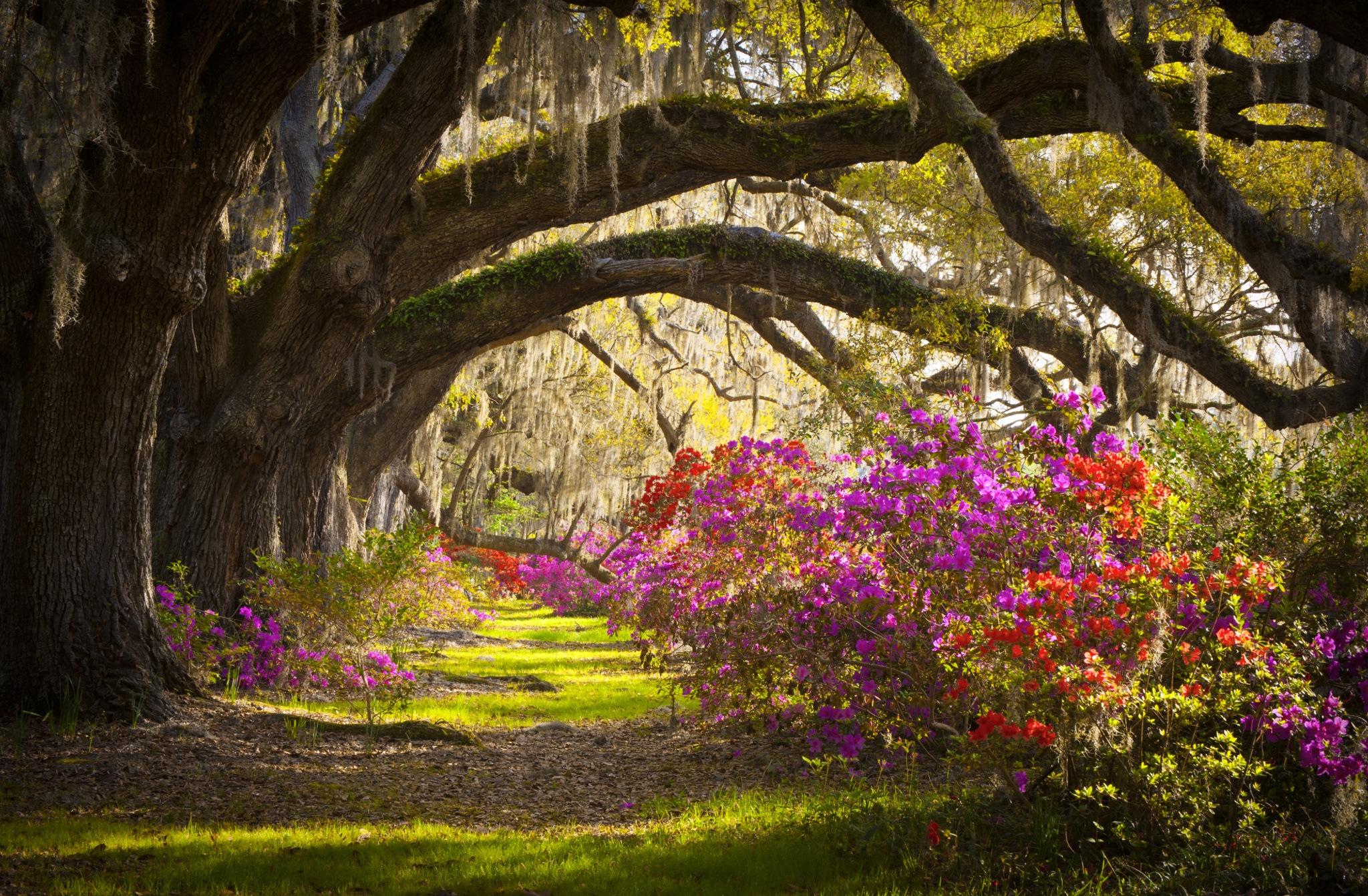 Charleston SC Magnolia Plantation HD Wallpaper | Background Image