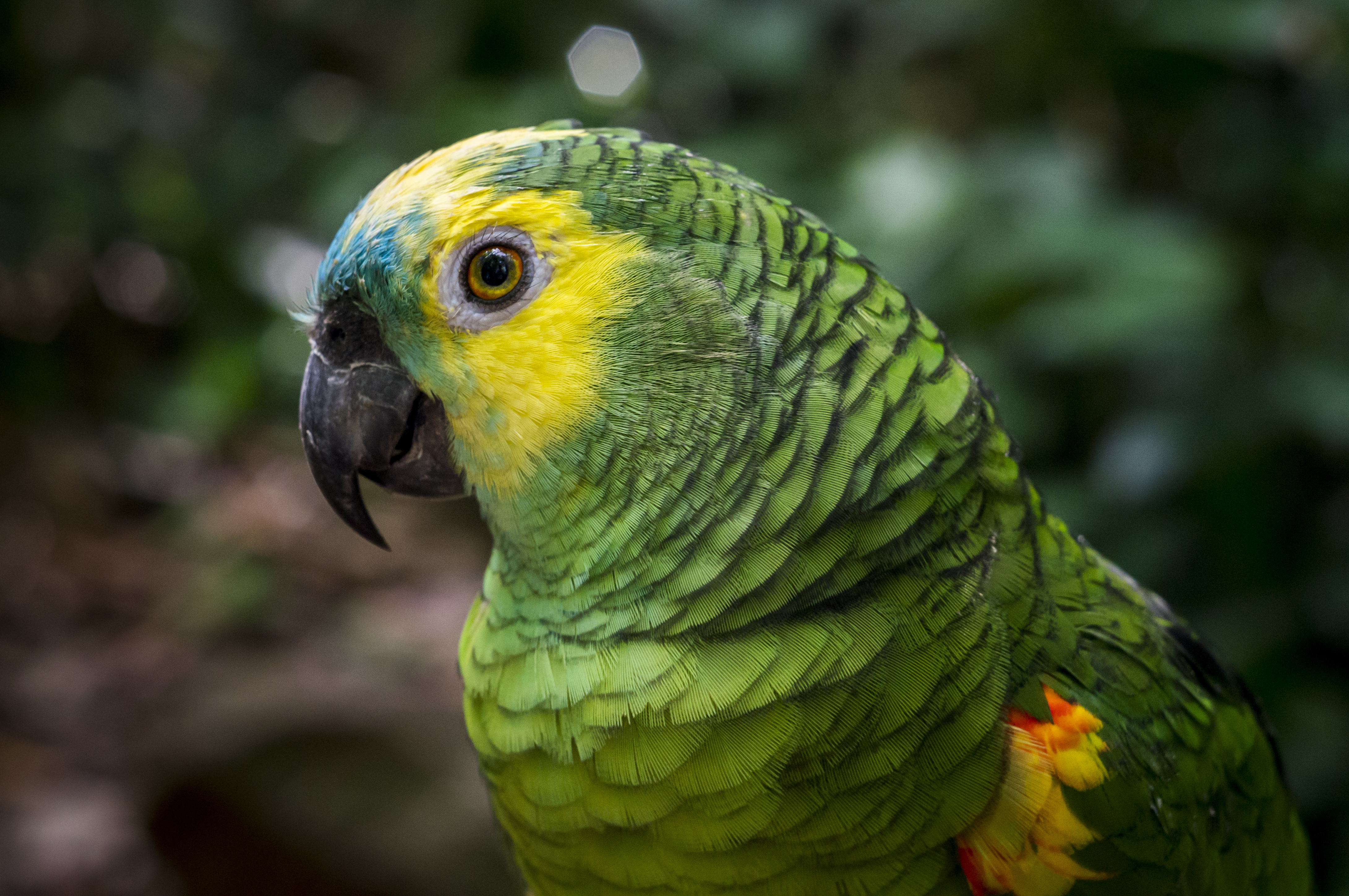 500+ Parrot Pictures | Download Free Images on Unsplash
