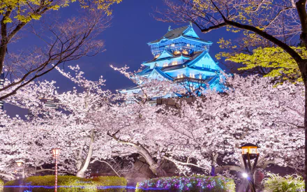 Osaka Castle illuminated at night, surrounded by blooming cherry blossoms in spring, captures the beauty of Japan's vibrant seasonal landscape. A stunning HD wallpaper scene.