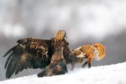 A golden eagle engages with a fox in a snowy winter landscape, capturing the fierce struggle for survival in nature. This dramatic scene showcases the intensity of animal life.