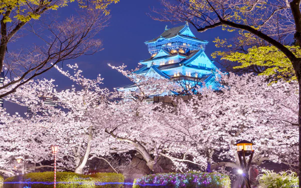 Osaka Castle illuminated at night, surrounded by blooming cherry blossoms in spring, captures the beauty of Japan's vibrant seasonal landscape. A stunning HD wallpaper scene.